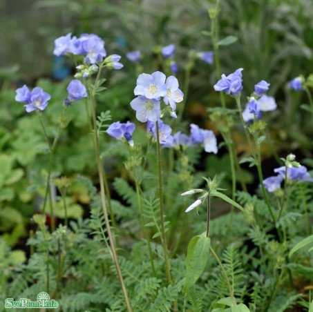 Miniatyrbild 1