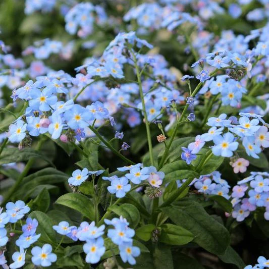 Miniatyrbild 1