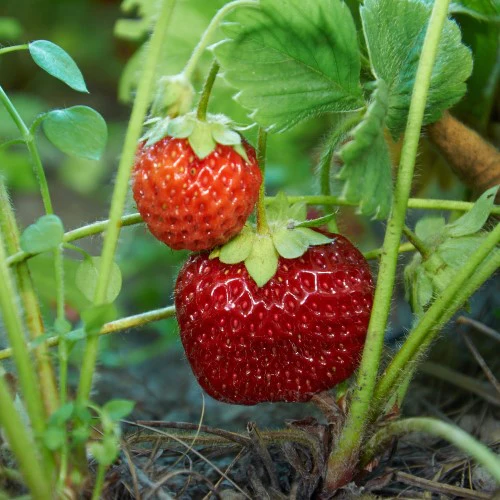 Miniatyrbild 1