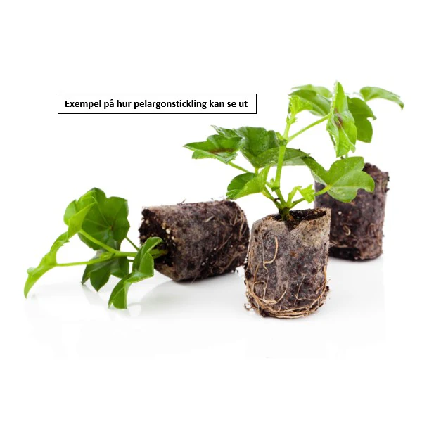Miniatyrbild 2