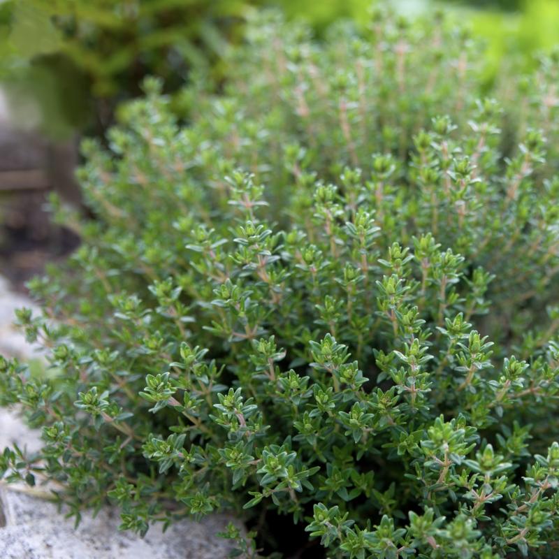 Miniatyrbild 1