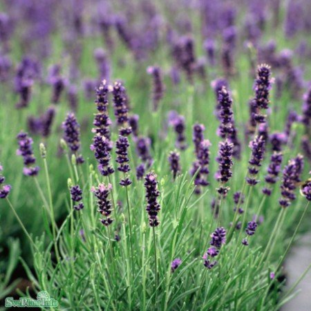 Miniatyrbild 1