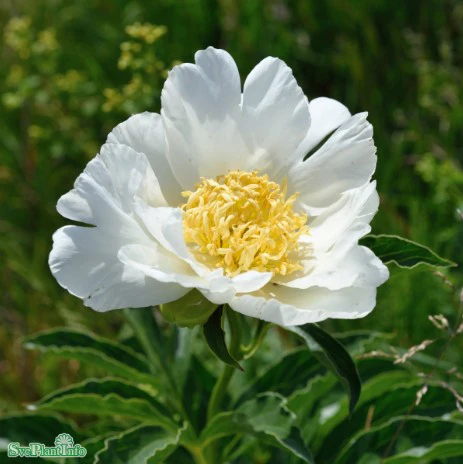 Miniatyrbild 1