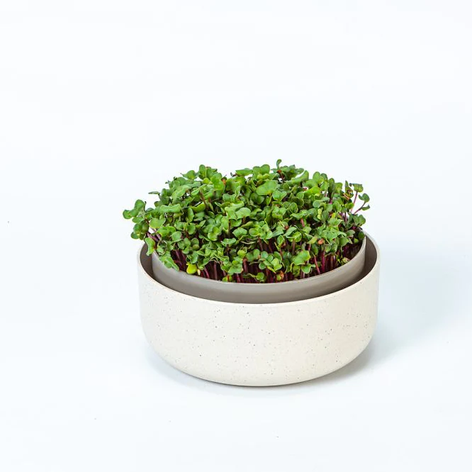 Miniatyrbild 2