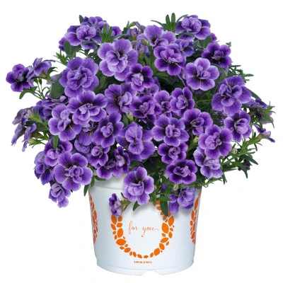 Miniatyrbild 1