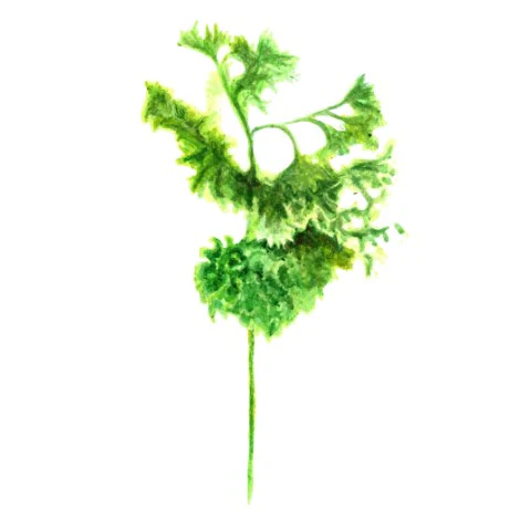 Miniatyrbild 1