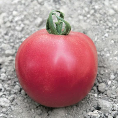 Miniatyrbild 1