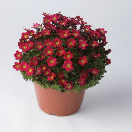 Miniatyrbild 1