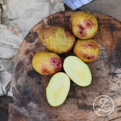 Potatis Nyheter